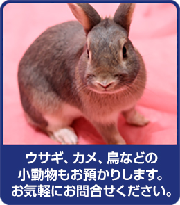 ウサギ、カメ、鳥などの小動物もお預かりします。お気軽にお問い合わせください。